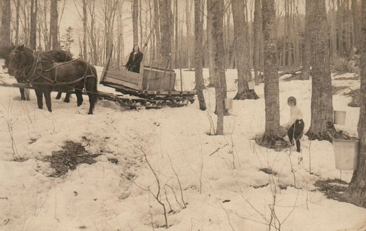 The Sweet Story of Canada’s Maple Syrup
