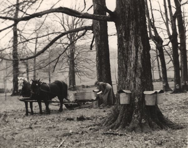 Person tending to a tree with buckets, possibly for sap collection, with two horses in the background.